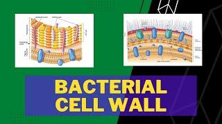 Bacterial Cell Wall | Gram Positive | Gram Negative | Peptidoglycan | Teichoic Acid | Outer Membrane