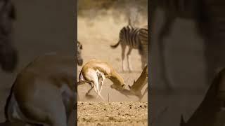 Wildlife Animals |Safari moments | Forest | free hd videos _ no copyright footages