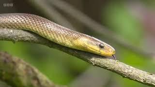 Aesculapian Snakes on Springwatch (2022)