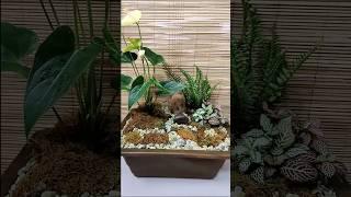 Anthurium with Fern and Fittonia Plant Arrangement #anthurium #plantdecor #homedecor #gardenpots