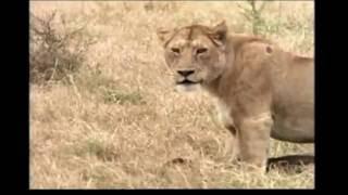 Three lionesses vs one lioness