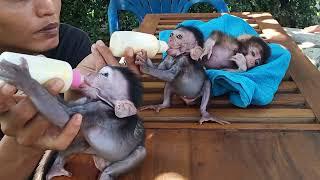 Baby monkeys Drew, Corn and Stelinka as babies