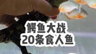 鳄鱼挑战20条食人鱼，谁更凶猛？结局让人意外！ #养鱼日记 #鳄鱼 #食人鱼 #水虎鱼 #挑战