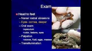 Amphibian Medicine Tutorials: Physical Examination