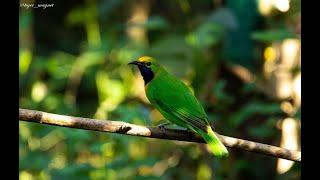 Golden fronted Leafbird (Golden-fronted Chloropsis)