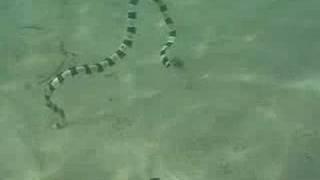 Sea Snake Bali Free Diving