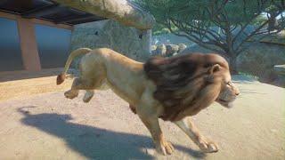 Planet Zoo: West African Lion