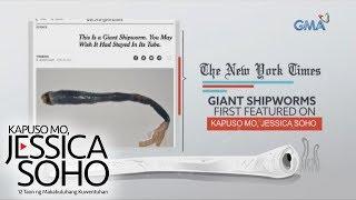 Kapuso Mo, Jessica Soho: Giant 'tamilok' Shipworms, kilala na rin sa ibang bansa