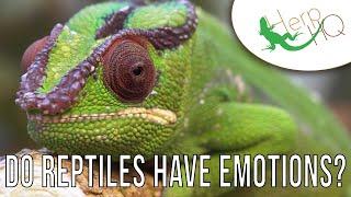 Do Reptiles Have Emotions?