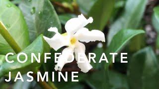 Jasmine | Florida Friendly Landscaping