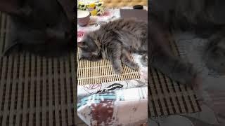 Наглость, второе счастье...