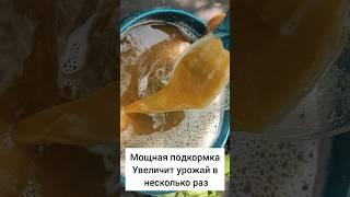 Мощная подкормка томатов, перцев, огурцов в июне, завязей море, не болеют, урожай ведрами #огород
