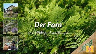 Der Farn bei Hildegard von Bingen