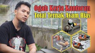 Progo Farm || Totalitas Ternak Ayam Hias, Merak dan Bebek Hias Kini Asetnya Milyaran Rupiah