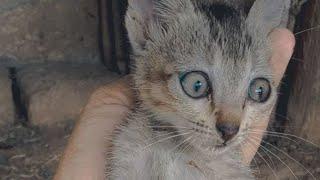 cat lover ️️ like, comments, share and subscribe this is video ️#cat lovers  #village cat 