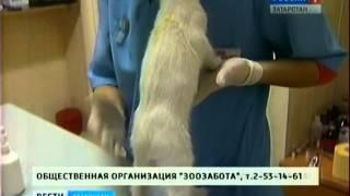 А во лбу звезда горит. Программа "Вести-Татарстан"