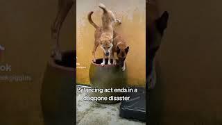 Balancing act ends in a doggone disaster