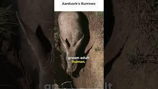 Aardvark's burrows