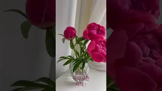 코랄작약 시즌 시작합니다. #루담하우스 #꽃다발 #꽃배송 #생화 #생화꽃다발 #꽃선물 #flower #화병 #코랄작약 #작약꽃