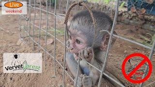 Baby monkey loses all his friends, makes new ones