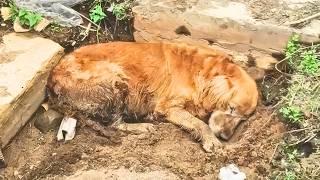 Elderly stray dog who had given up on life found love and happiness in its final three years.