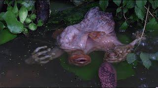 eXistenZ - David Cronenberg (1999) - Breeding Ponds - Memorias del Cine
