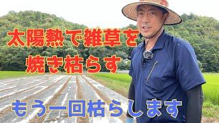 太陽熱消毒をしてから40日　人参準備ともう一回消毒をする方法