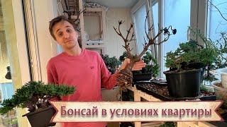 Бонсай дома. Опыт и советы новичка в условиях квартиры @Studio.Bonsai