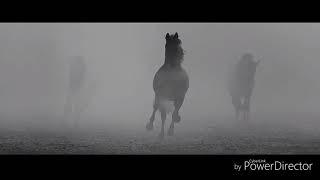 Клип про лошадей