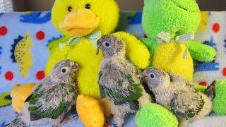 Hand Feeding 4 week old Baby Green Cheek Conures