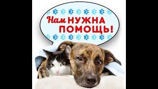 Помоги четвероногому другу