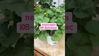 Пеларгония ЮВ-Дайнерис. Пересадка, второй год.
