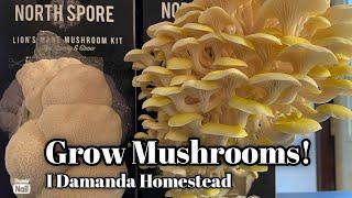 Spray and Grow Your Own Mushrooms! NorthSpore Grow Box Reviews!