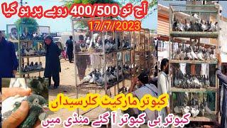 High Flyer Pigeons Market | Kallar Syedan Kabootar Mandi | Latest Update Pigeon Price | 17/7/2023 !