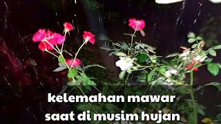 kelemahan bunga mawar saat musim hujan eyjul isnan