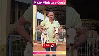 Micro Mini Cows #Srikrishna Little Calf # Smallest Calf # Just 10inc height #Miniature Punganuru