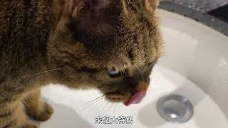 [字幕]虎斑貓起床、刷牙、洗臉、照鏡與抓蟲。Tabby gets up, brushes teeth, washes face, looks in the mirror and catches bug