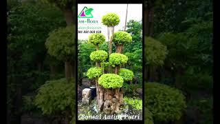 Bonsai Anting Putri Jumbo #shorts