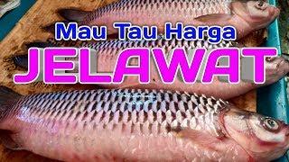 MAU TAU BERAPAKAH HARGA IKAN JELAWAT PER KG NYA #41