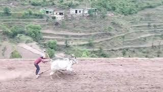 Tap Ox race in rajouri foji imtiaz new video 2024