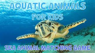 Aquatic Animals And Game For Kids | 4K