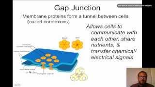 Cell Junctions