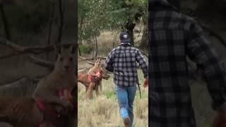 Хозяин спас собаку от кенгуру