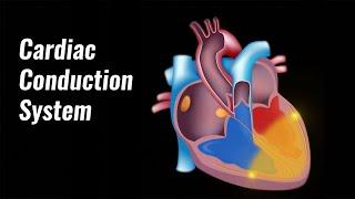 Cardiac conduction system