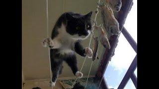  No barriers for cats!  Videos of funny cats and kittens! 