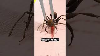 Использование муравьев для зашивания ран  #факты
