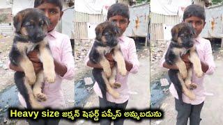 top quality German shepherd puppies for sale in telugu/ 86880 63055 /aj pets