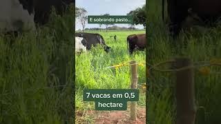 7 vacas em 0,5 hectare no pastejo rotacionado e sobrando pasto para os bovinos de leite #shorts