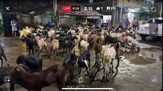 Kolkata Raja Bazar Goat Market | Live Now 