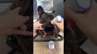 Introducing Nose Balm for Frenchies: Keeping those adorable noses hydrated and saying goodbye to dry